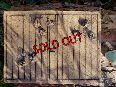 画像11: キノコ鉢×ノートのお皿+キノコオブジェ付き（20-5）