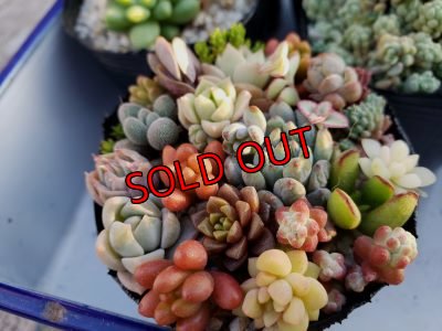 チマチマポットです（通常500円+税で販売しています。