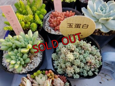 画像7: 初夏の多肉とセダムセットA-16（20-6）