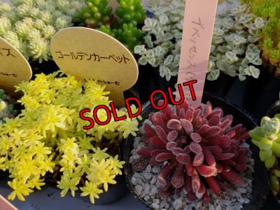 赤いのが　ブベッセンスです。