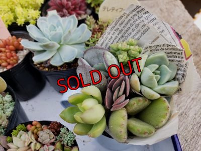 画像5: 初夏の多肉とセダムセットA-16（20-6）