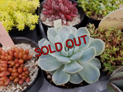 画像8: 初夏の多肉とセダムセットA-16（20-6）