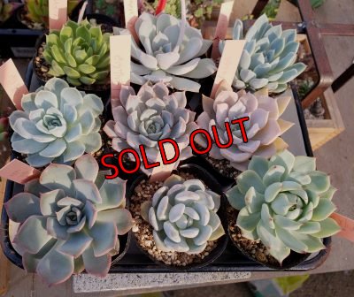 この中からおひとつお任せで入れさせて頂きます。