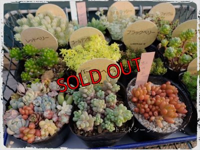 画像6: 初夏の多肉とセダムセットB-12（20-6）