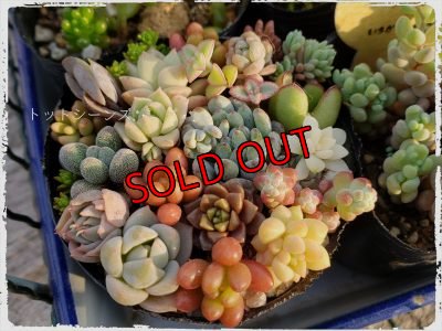 人気のチマチマポット