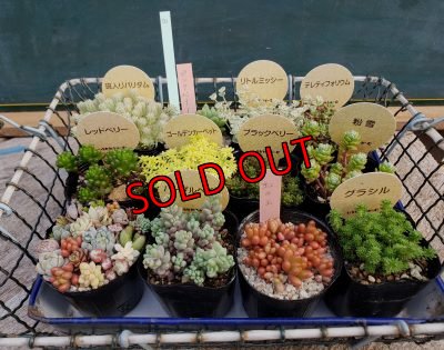 画像2: 初夏の多肉とセダムセットB-12（20-6）