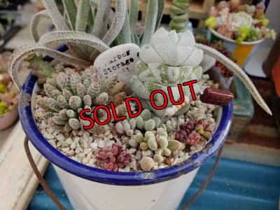 画像2: 古いホーロー✕クラッスラ寄せ/ 3（20-6）