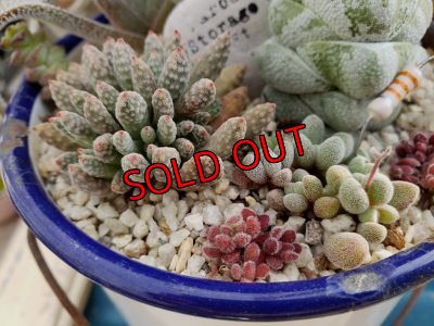 画像3: 古いホーロー✕クラッスラ寄せ/ 3（20-6）