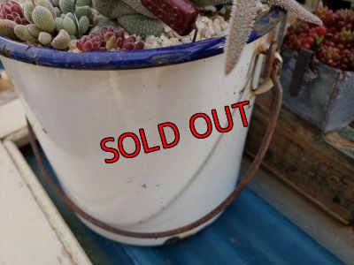 画像4: 古いホーロー✕クラッスラ寄せ/ 3（20-6）