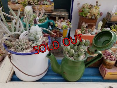 画像6: 古いホーロー✕クラッスラ寄せ/ 3（20-6）