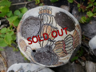 ｂｍ１/ツクツク