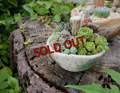 画像3: きのこ鉢寄せ植え〜栃尾さん&トットコラボ（20-7）