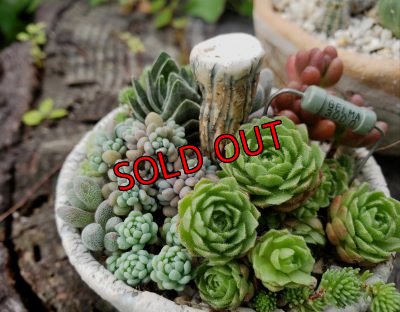 画像6: きのこ鉢〜栃尾さん&トットコラボ~水玉（20-7）