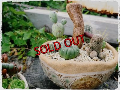 ゼンタングルキノコ鉢✕多肉とサボテン