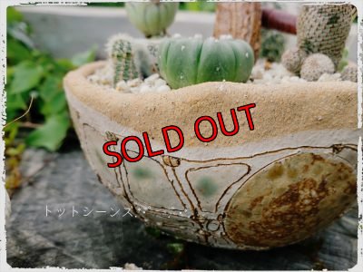 画像7: きのこ鉢寄せ植え〜栃尾さん&トットコラボ（20-7）