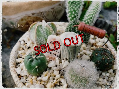 茶水玉キノコ鉢✕サボテン