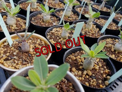 画像3: パキポディウム　2種セット（20-7）