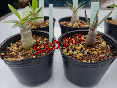 画像5: パキポディウム　2種セット（20-7）