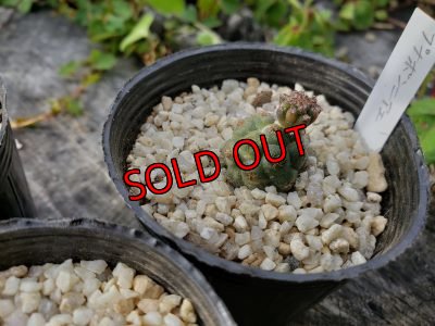 画像5: プナ　ボンニアエ〜Puna bonnieae（20-7）