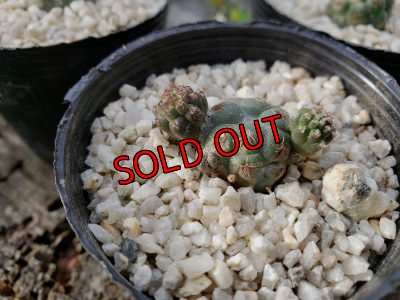 画像4: プナ　ボンニアエ〜Puna bonnieae（20-7）