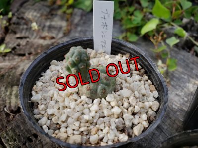 画像6: プナ　ボンニアエ〜Puna bonnieae（20-7）