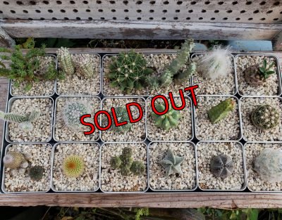 【例】植え替えた場合のサンプル写真です。