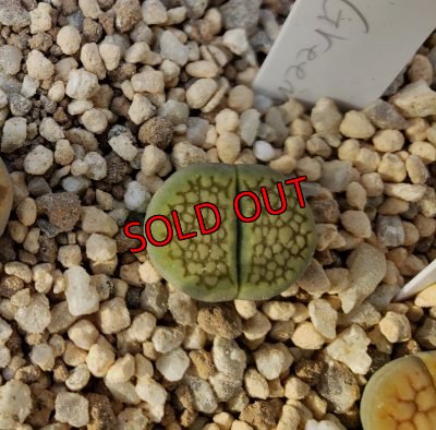 画像2: Sakkies Green`ss 【20-9-28】