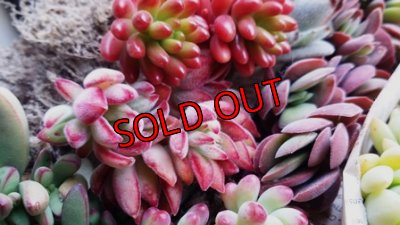 画像8: 【Ｂお花】紅葉多肉とセダムの抜き苗プルプルセット♪20P/19-12