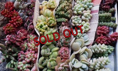 画像6: 【Ｂお花】紅葉多肉とセダムの抜き苗プルプルセット♪20P/19-12