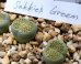 画像3: Sakkies Green`ss 【20-9-28】