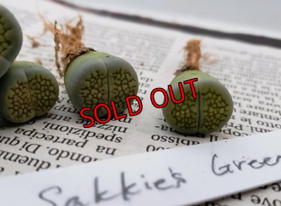 画像6: Sakkies Green`ss 【20-9-28】