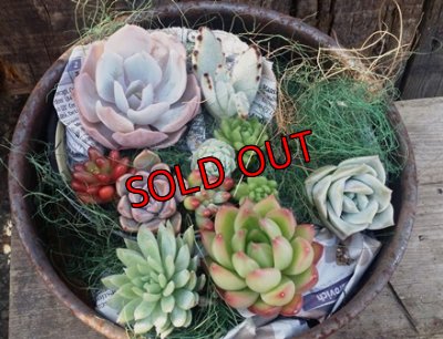 メイン多肉Bタイプ