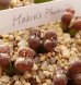 画像1: pellucidum ssp. neohalii  ”Makin`s Plum”T2【21-10/B】 (1)