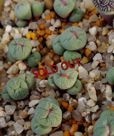 画像4: 福/梅☆コノフィツム・スペシャルセット（22-1）