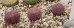 画像2: de Boer Brunneoviolacea 紫褐富貴玉【21-10/B】 (2)