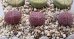 画像1: de Boer Brunneoviolacea 紫褐富貴玉【21-10/B】 (1)