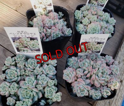 画像3: 【限定】2021年トットの秋のセダム祭り-B（21-11）