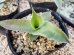 画像2: Agave　vilmoriniana（21-1） (2)