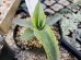 画像3: Agave　vilmoriniana（21-1） (3)