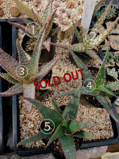 画像2: アロエ　レッドドラゴン　（21-1）