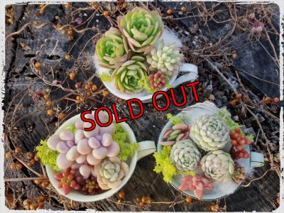 画像2: ホーローカップの寄せ植えセット-M（21-1）