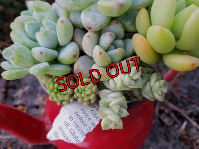 画像5: ホーローポット-G（21-1）