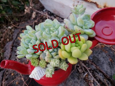 画像7: ホーローポット-G（21-1）