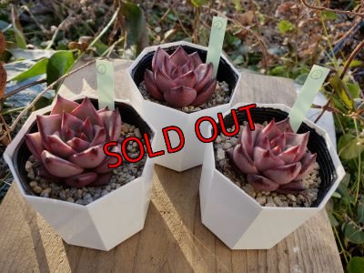 画像8: ロメオ　（21-2）