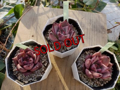 画像7: ロメオ　（21-2）