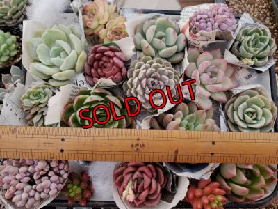 画像3: 韓国苗　Aセット-15P（21-2）