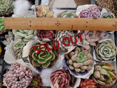 画像2: 韓国苗　Aセット-15P（21-2）