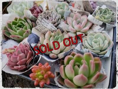 画像4: 韓国苗　Aセット-15P（21-2）