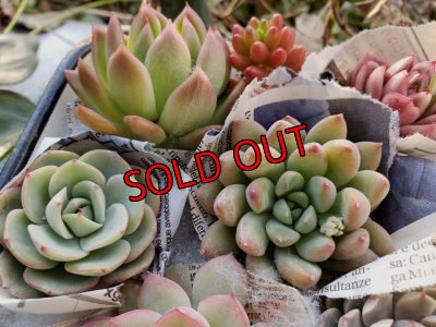 画像9: 韓国苗　Aセット-15P（21-2）