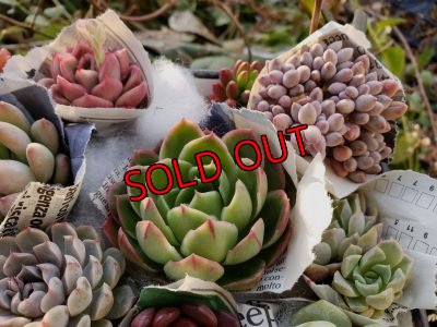 画像8: 韓国苗　Aセット-15P（21-2）